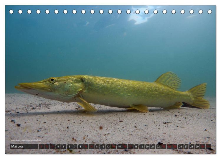 Produktbild: Tauchrevier Deutschland - Der Hecht (Esox lucius) (Tischkalender 2026 DIN A5 quer), CALVENDO Monatskalender