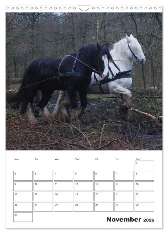 Produktbild: Shire Horses The Gentle Giants (Wall Calendar 2026 DIN A3 portrait), CALVENDO 12 Month Wall Calendar