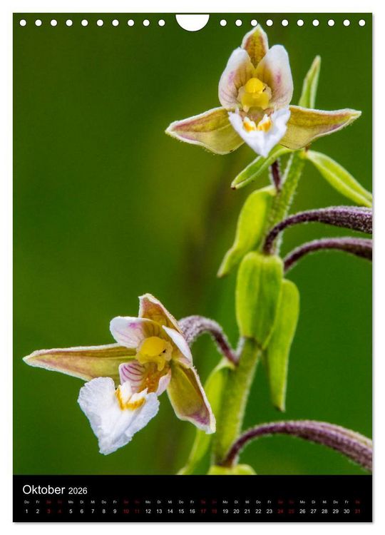 Produktbild: Im richtigen Licht: Wilde Orchideen in S&uuml;dbayern (Wandkalender 2026 DIN A4 hoch), CALVENDO Monatskalender
