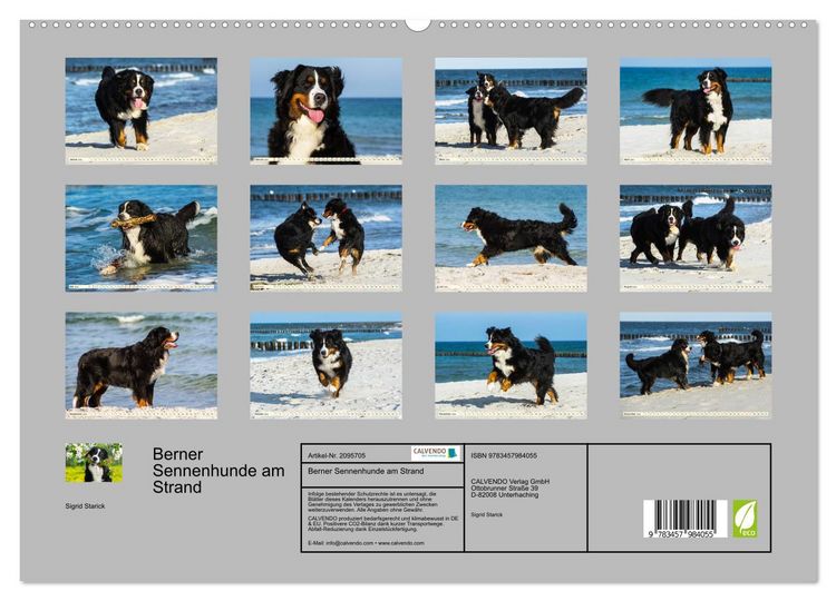 Produktbild: Berner Sennenhunde am Strand (hochwertiger Premium Wandkalender 2026 DIN A2 quer), Kunstdruck in Hochglanz