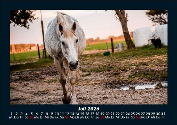 Produktbild: Tiere in der Wildnis 2026 Fotokalender DIN A5
