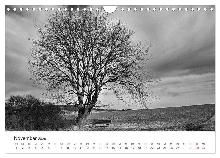 Produktbild: B&auml;ume - Natursch&ouml;nheiten in schwarz-wei&szlig; (Wandkalender 2026 DIN A4 quer), CALVENDO Monatskalender