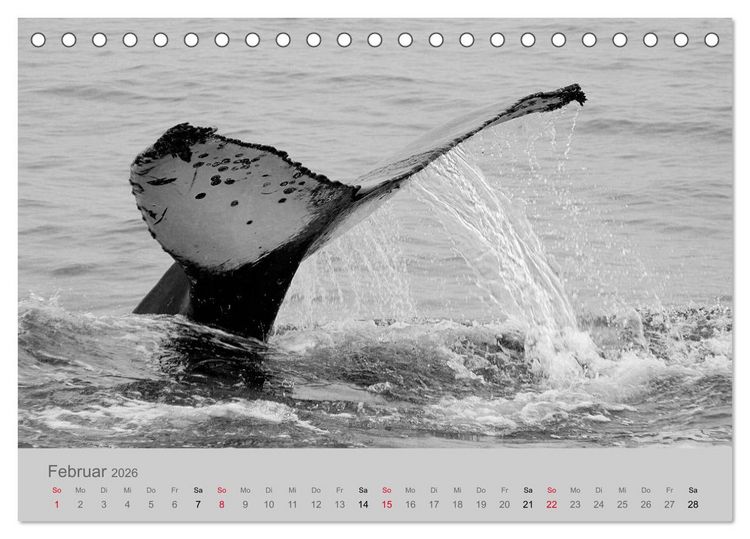 Produktbild: Die Seelen der wilden Tiere (Tischkalender 2026 DIN A5 quer), CALVENDO Monatskalender
