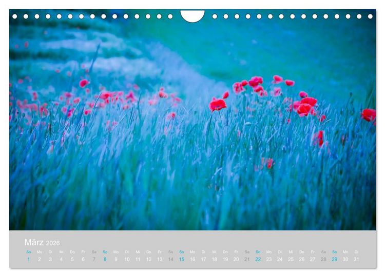 Produktbild: Zauber des Mohns (Wandkalender 2026 DIN A4 quer), CALVENDO Monatskalender