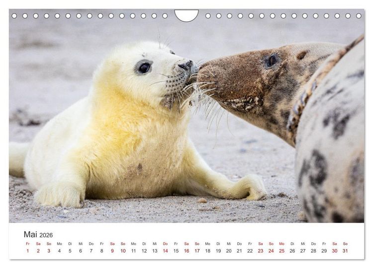Produktbild: Junge Kegelrobben (Wandkalender 2026 DIN A4 quer), CALVENDO Monatskalender