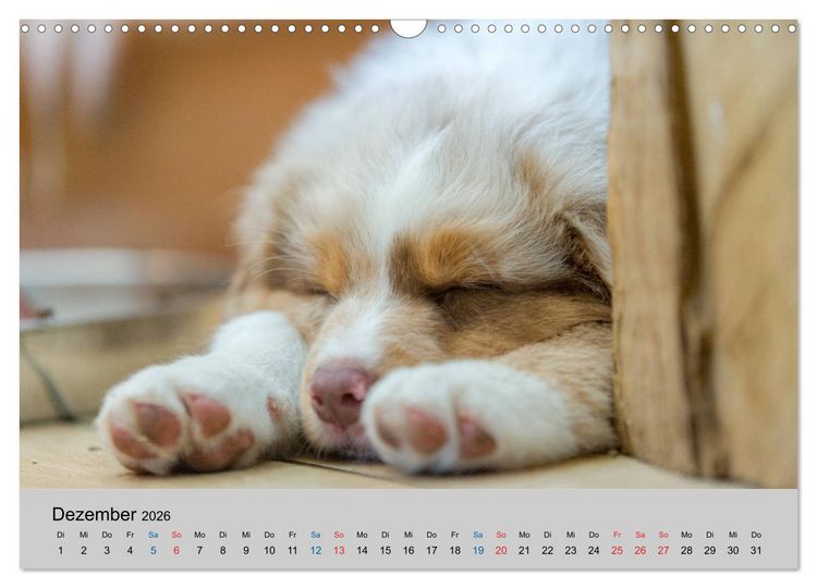 Produktbild: Australian Shepherd Welpen 2026 (Wandkalender 2026 DIN A3 quer), CALVENDO Monatskalender
