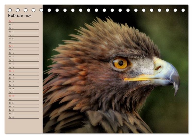 Produktbild: Der Steinadler. Majest&auml;tischer Greifvogel (Tischkalender 2026 DIN A5 quer), CALVENDO Monatskalender