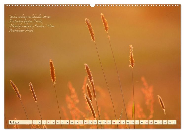Produktbild: Sommergr&auml;ser (Wandkalender 2026 DIN A2 quer), CALVENDO Monatskalender