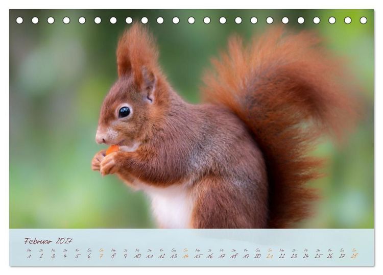 Produktbild: Sch&ouml;nheiten des Waldes (Tischkalender 2027 DIN A5 quer), CALVENDO Monatskalender