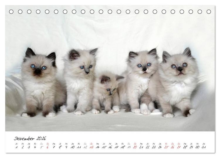 Produktbild: Katzenparade (Tischkalender 2026 DIN A5 quer), CALVENDO Monatskalender