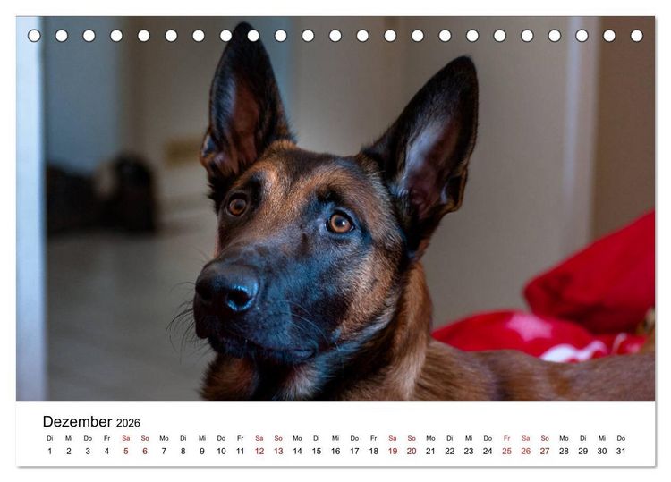 Produktbild: Malinois - Wahnsinn auf vier Pfoten (Tischkalender 2026 DIN A5 quer), CALVENDO Monatskalender