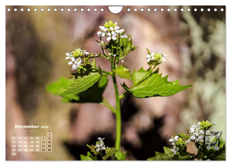 Produktbild: Fr&uuml;hlingstr&auml;ume in Wei&szlig; (Wandkalender 2026 DIN A4 quer), CALVENDO Monatskalender
