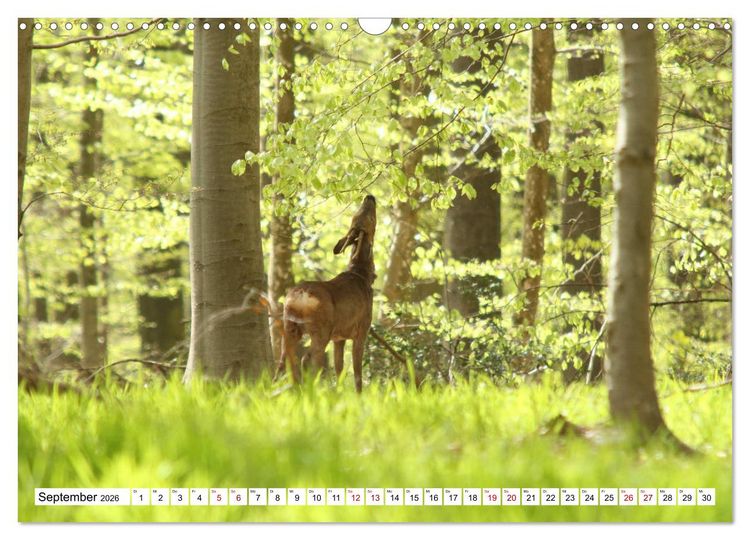 Produktbild: Anmut mit sanften Augen - Rehwild in der freien Natur (Wandkalender 2026 DIN A3 quer), CALVENDO Monatskalender