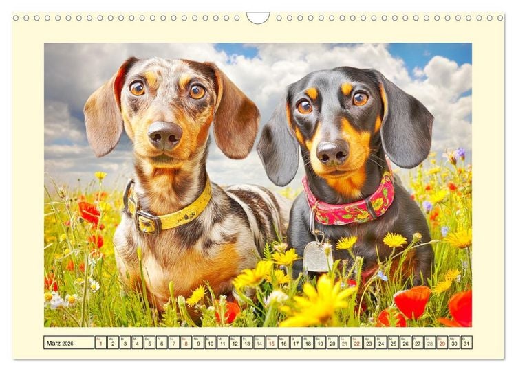 Produktbild: Dackelgl&uuml;ck Deluxe. Lange Ohren, kurze Beine und viel Charme (Wandkalender 2026 DIN A3 quer), CALVENDO Monatskalender