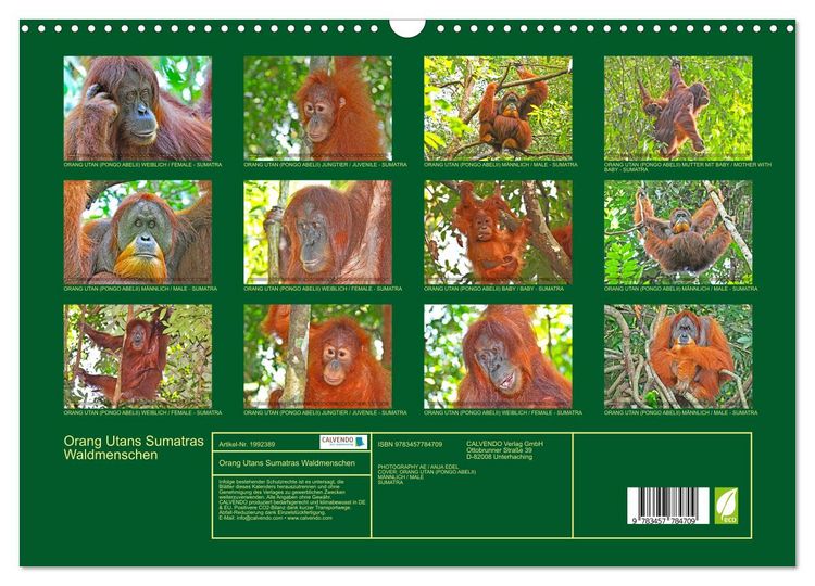 Produktbild: Orang Utans Sumatras Waldmenschen (Wandkalender 2026 DIN A3 quer), CALVENDO Monatskalender