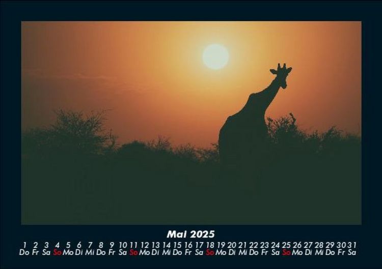 Produktbild: Giraffen 2025 Fotokalender DIN A5