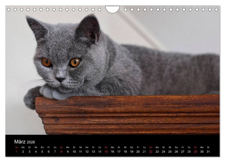 Produktbild: B&auml;rige Schmusetiger - Britisch Kurzhaar (Wandkalender 2026 DIN A4 quer), CALVENDO Monatskalender