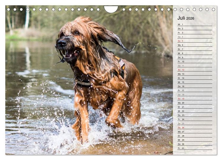 Produktbild: Der Briard 2026 - Ein echter Charmeur (Wandkalender 2026 DIN A4 quer), CALVENDO Monatskalender