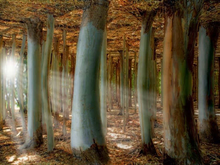 Produktbild: CALVENDO Puzzle Fantasiewald | 1000 Teile Lege-Gr&ouml;&szlig;e 64x48cm Foto-Puzzle f&uuml;r gl&uuml;ckliche Stunden