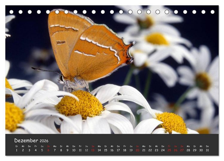 Produktbild: Wundersch&ouml;ne Schmetterlinge (Tischkalender 2026 DIN A5 quer), CALVENDO Monatskalender