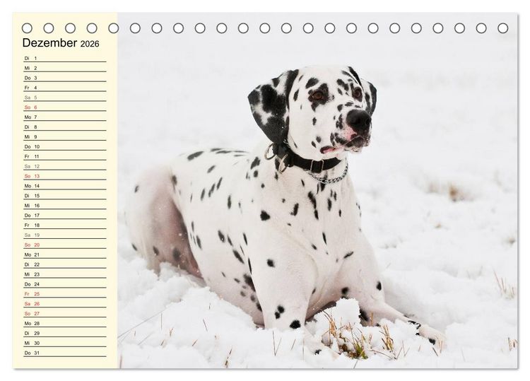Produktbild: Auf den Punkt - Dalmatiner (Tischkalender 2026 DIN A5 quer), CALVENDO Monatskalender