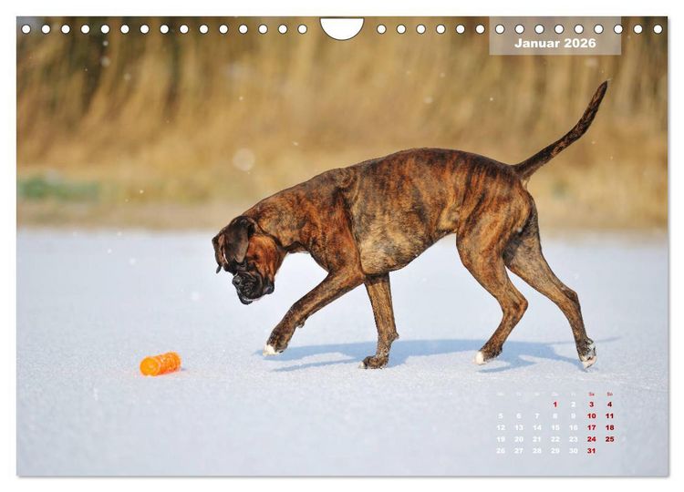 Produktbild: Typisch Boxer (Wandkalender 2026 DIN A4 quer), CALVENDO Monatskalender