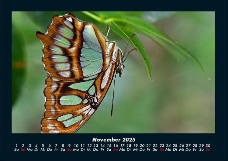 Produktbild: Bunte Pracht der Schmetterlinge 2025 Fotokalender DIN A4
