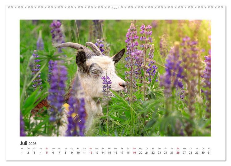 Produktbild: Wer zickt denn da? Mit Ziegen durchs Jahr (hochwertiger Premium Wandkalender 2026 DIN A2 quer), Kunstdruck in Hochglanz