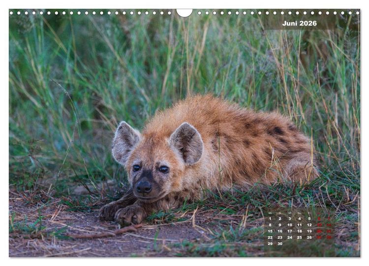 Produktbild: Auf Safari im Kruger National Park (Wandkalender 2026 DIN A3 quer), CALVENDO Monatskalender