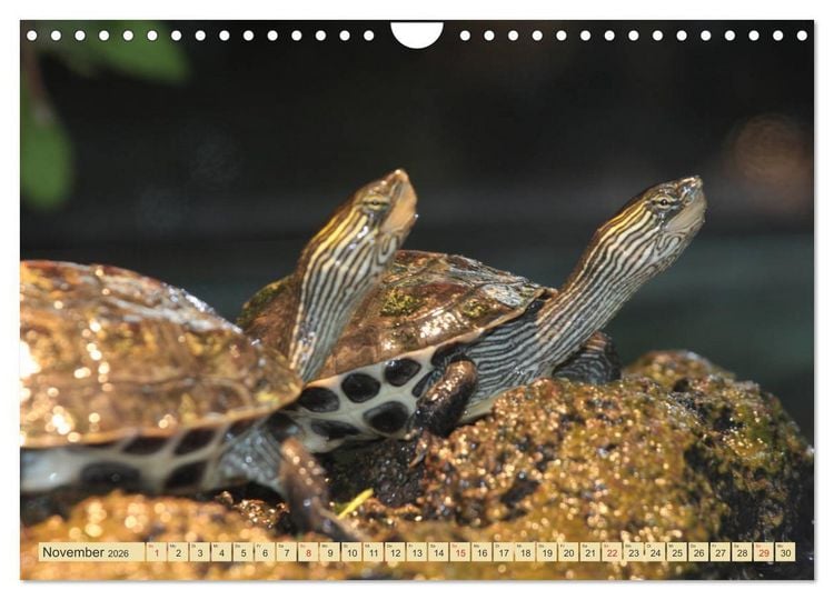 Produktbild: Schildkr&ouml;ten - Gepanzerte Urzeitwesen (Wandkalender 2026 DIN A4 quer), CALVENDO Monatskalender