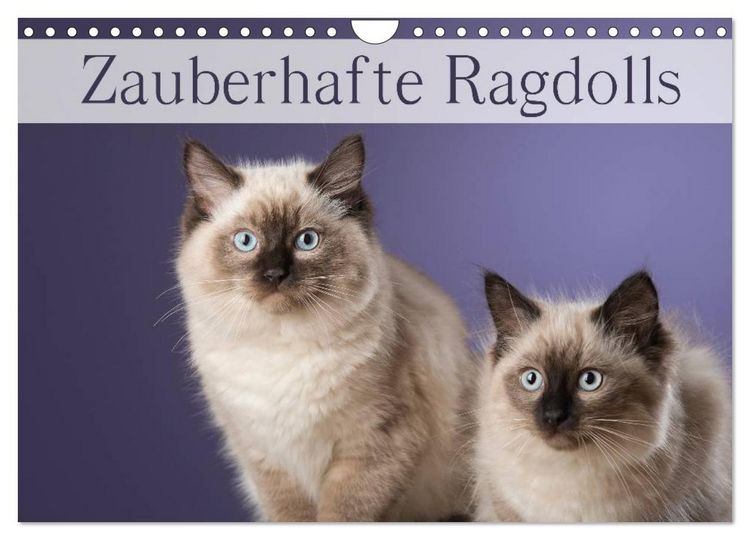 Produktbild: Zauberhafte Ragdolls / Geburtstagskalender (Wandkalender 2026 DIN A4 quer), CALVENDO Monatskalender