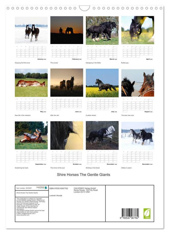 Produktbild: Shire Horses The Gentle Giants (Wall Calendar 2026 DIN A3 portrait), CALVENDO 12 Month Wall Calendar