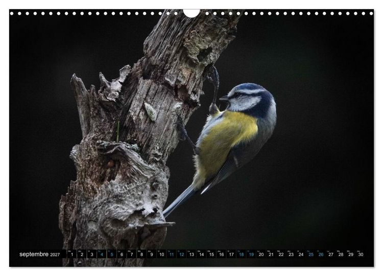 Produktbild: Mes anges bleus en &Icirc;le-de-France (Calendrier mural 2027 DIN A3 vertical), CALVENDO calendrier mensuel