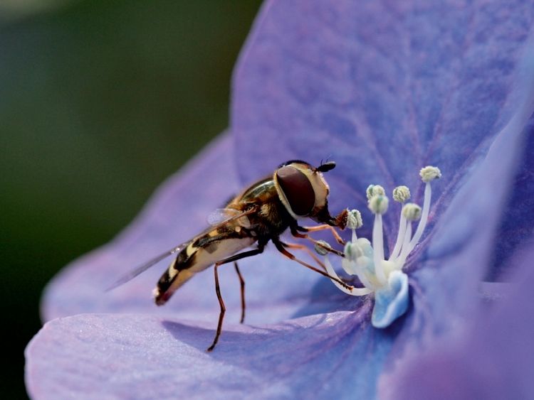 Produktbild: CALVENDO Puzzle Schwebfliege auf Hortensie | 1000 Teile Lege-Gr&ouml;&szlig;e 64x48cm Foto-Puzzle f&uuml;r gl&uuml;ckliche Stunden