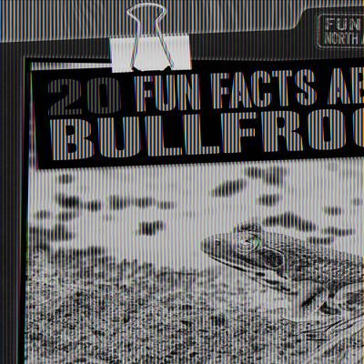 Produktbild: 20 Fun Facts about Bullfrogs