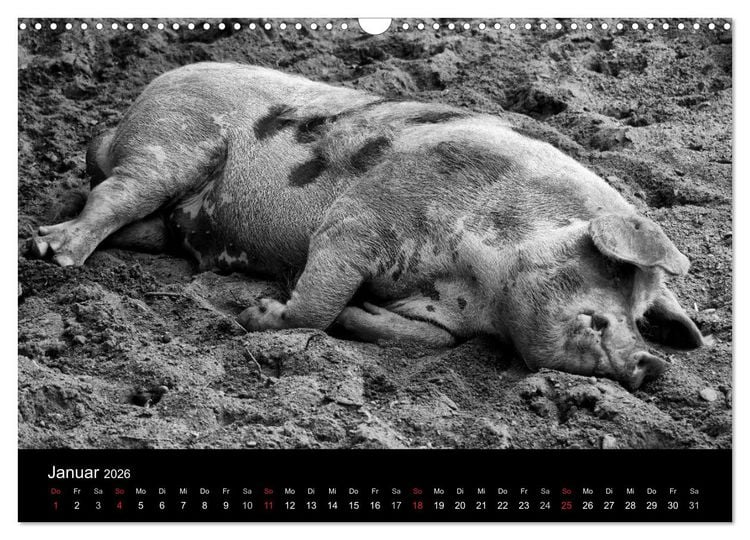 Produktbild: Das Leben der Schweine (Wandkalender 2026 DIN A3 quer), CALVENDO Monatskalender