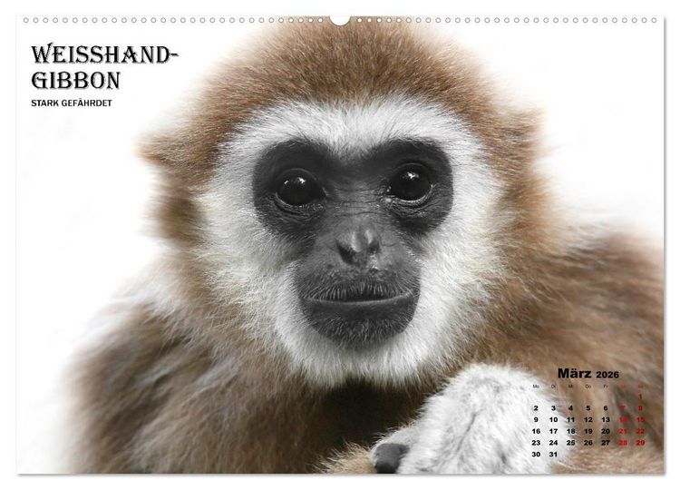 Produktbild: AFFENPORTR&Auml;TS (hochwertiger Premium Wandkalender 2026 DIN A2 quer), Kunstdruck in Hochglanz