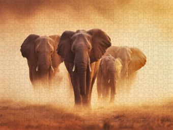 Produktbild: CALVENDO Puzzle Elefanten, gemeinsam durch das endlose Gold der Sonne | 1000 Teile Lege-Gr&ouml;&szlig;e 64x48cm Foto-Puzzle f&uuml;r gl&uuml;ckliche Stunden