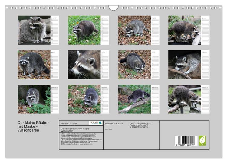 Produktbild: Der kleine R&auml;uber mit Maske - Waschb&auml;ren (Wandkalender 2026 DIN A3 quer), CALVENDO Monatskalender