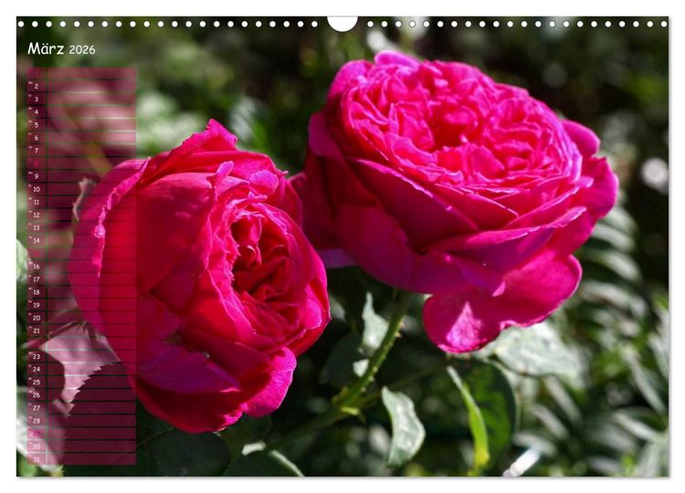 Produktbild: Lass Rosen sprechen (Wandkalender 2026 DIN A3 quer), CALVENDO Monatskalender