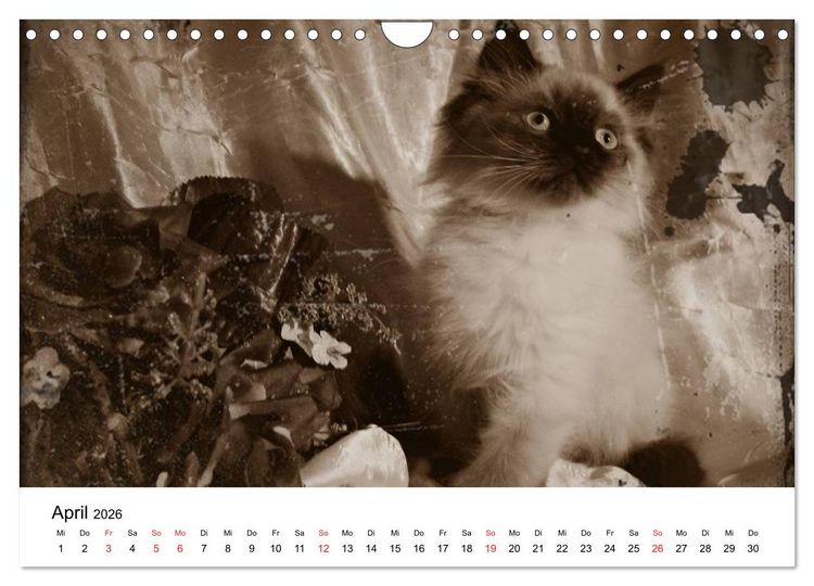 Produktbild: Oma's Katzenkalender 2026 (Wandkalender 2026 DIN A4 quer), CALVENDO Monatskalender