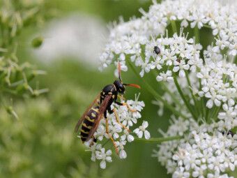 Produktbild: CALVENDO Puzzle Gallische Feldwespe auf Giersch | 1000 Teile Lege-Gr&ouml;&szlig;e 64x48cm Foto-Puzzle f&uuml;r gl&uuml;ckliche Stunden