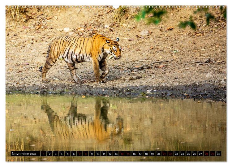 Produktbild: Indien - Im Reich des Tigers (Wandkalender 2026 DIN A2 quer), CALVENDO Monatskalender