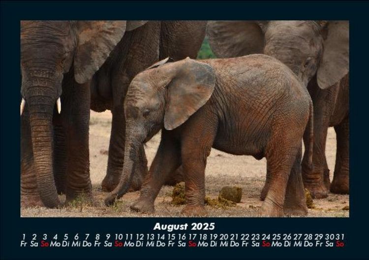 Produktbild: Welt der Tiere 2025 Fotokalender DIN A5