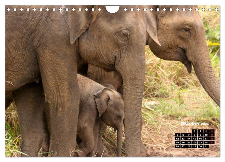 Produktbild: Bedrohte Riesen - Elefanten in Sri Lanka (Wandkalender 2026 DIN A4 quer), CALVENDO Monatskalender