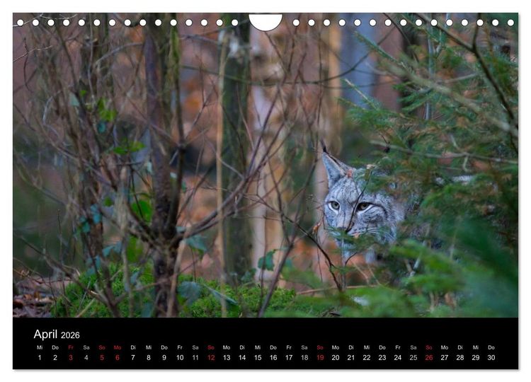 Produktbild: Der Luchs (Wandkalender 2026 DIN A4 quer), CALVENDO Monatskalender