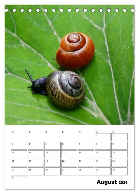 Produktbild: Die geheimnisvolle Welt der Schnecken (Tischkalender 2026 DIN A5 hoch), CALVENDO Monatskalender