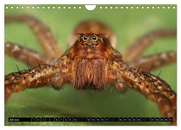 Produktbild: Faszination Makrofotografie: Spinnen (Wandkalender 2026 DIN A4 quer), CALVENDO Monatskalender