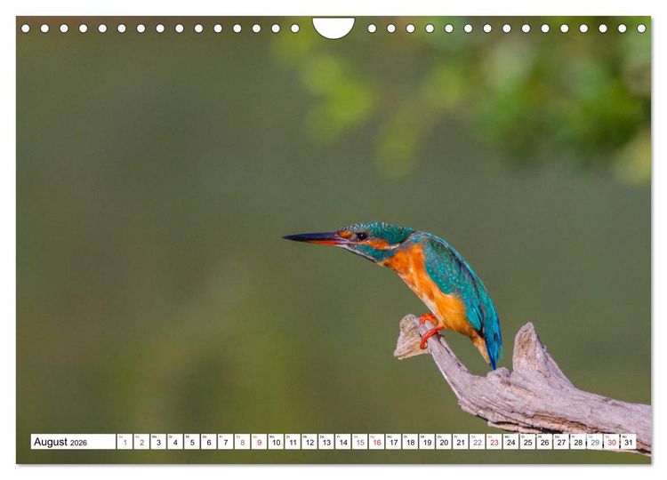 Produktbild: Eisv&ouml;gel (Alcedo atthis) - Edelsteine der Natur (Wandkalender 2026 DIN A4 quer), CALVENDO Monatskalender