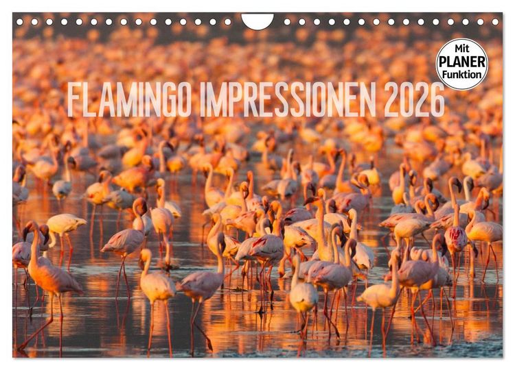 Produktbild: Flamingo Impressionen 2026 (Wandkalender 2026 DIN A4 quer), CALVENDO Monatskalender